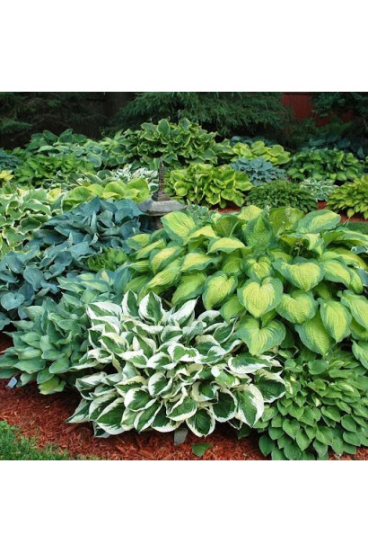 Хоста Біч Бой в саду